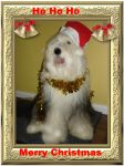 Tiggychristmasframe.jpg