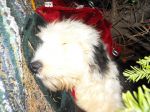 2008_1220Bitty0003.JPG