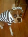 Shelby_first_Halloween.jpg