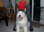 Christmas 2008 006.JPG