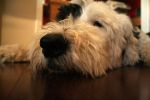 Max_s nose.jpg