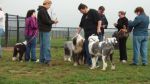 Dayton_Sheep-In_2011_011.JPG