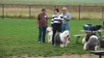 Dayton_Sheep-In_2011_038.jpg