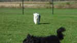 DogPark10142011_016.JPG