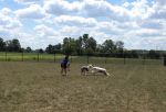 DogPark_08182012_002.JPG