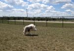 DogPark_08182012_004.JPG