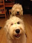 Zoey_&_Caitlyn_02072012_001.JPG