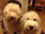 Zoey_&_Caitlyn_02072012_002.jpg