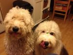 Zoey_&_Caitlyn_02072012_003.jpg