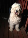 Zoey_02082012_001.jpg