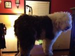 Zoey_03022012_001.JPG