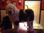 Zoey_03022012_002.JPG