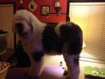 Zoey_03022012_003.JPG