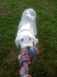 Zoey_08112011_001.jpg