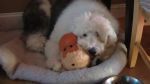 Zoey_crosshatch_001.jpg