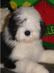 Mayli-19-wks-old.jpg