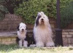 Oakley-and-Chloe-puppy.jpg