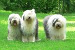 gang-on-walk.jpg