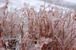DSC_0871.JPG