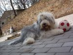 bobtail_isotta_01.jpg