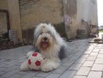 bobtail_isotta_02.jpg