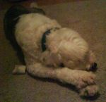 DSC00342a.jpg