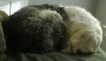 DSC00806a.jpg