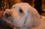 DSC_0347a.jpg
