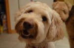 DSC_0374a.jpg