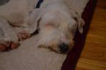 DSC_0565a.jpg