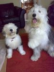 Molly & Dexter.jpg