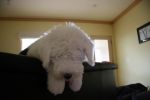 Baxter 124.jpg
