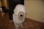Baxter 138.jpg