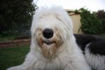 Baxter 143.jpg