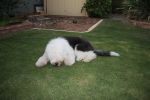 Baxter 144.jpg
