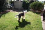 Baxter 146.jpg