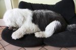 Baxter 152.jpg