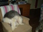 MyAnimals 002.jpg