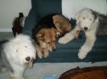 MyAnimals 005.jpg