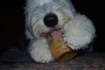 max peanut butter 002.JPG