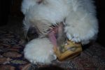 max peanut butter 034.JPG