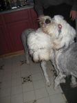 IMG_1579.JPG
