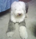floof-1.JPG
