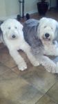 bogey and suzie close.jpg