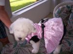 gigi easter dress.jpg