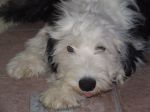 Muffin 9-10-08 008.JPG