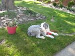 Zig yard work.JPG
