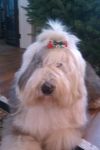 bella bow.jpg