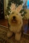 bella bunny.jpg