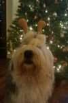 bella reindeer.jpg